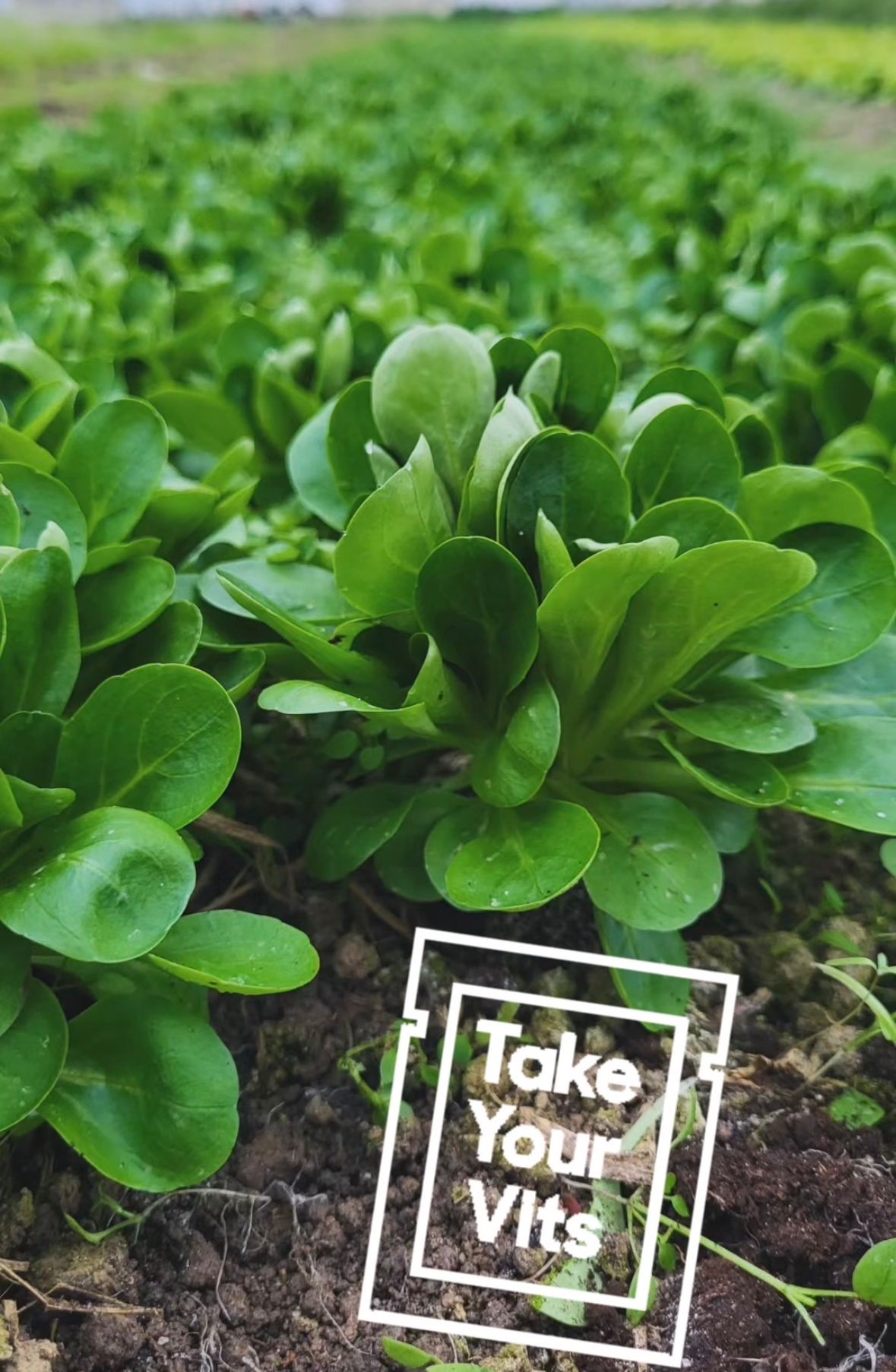 Eine Nahaufnahme von grünen Blattpflanzen, die in Erde wachsen, mit einem weißen quadratischen Wasserzeichen in der Mitte, das 'Take You' steht.