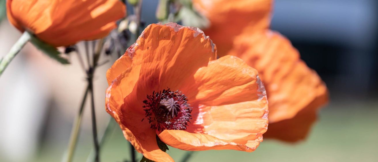 Bild enthält, Flower, Plant, Poppy, Pollen, Rose, Geranium
