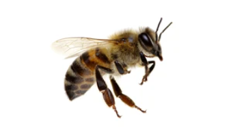 v1_migrated_image_54773290