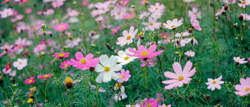 Bild enthält, Daisy, Flower, Petal, Nature, Outdoors, Spring, Field, Grassland, Anemone, Geranium