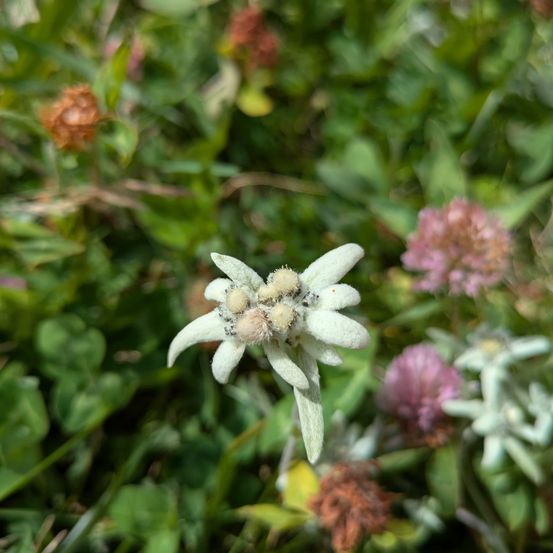 Eine weiße Alpenblume mit kleinen gelben Zentren steht im Vordergrund. Im Hintergrund sind andere grüne und rosa Blüten zu sehen.