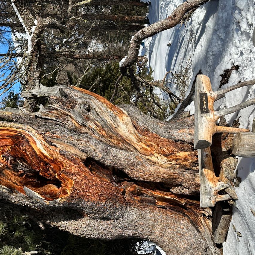 Ein Nahaufnahme von einem Baumstamm mit sichtbaren Schäden und einem darauf liegenden Holzbeil. Der Baumstamm ist teilweise mit Schnee bedeckt.