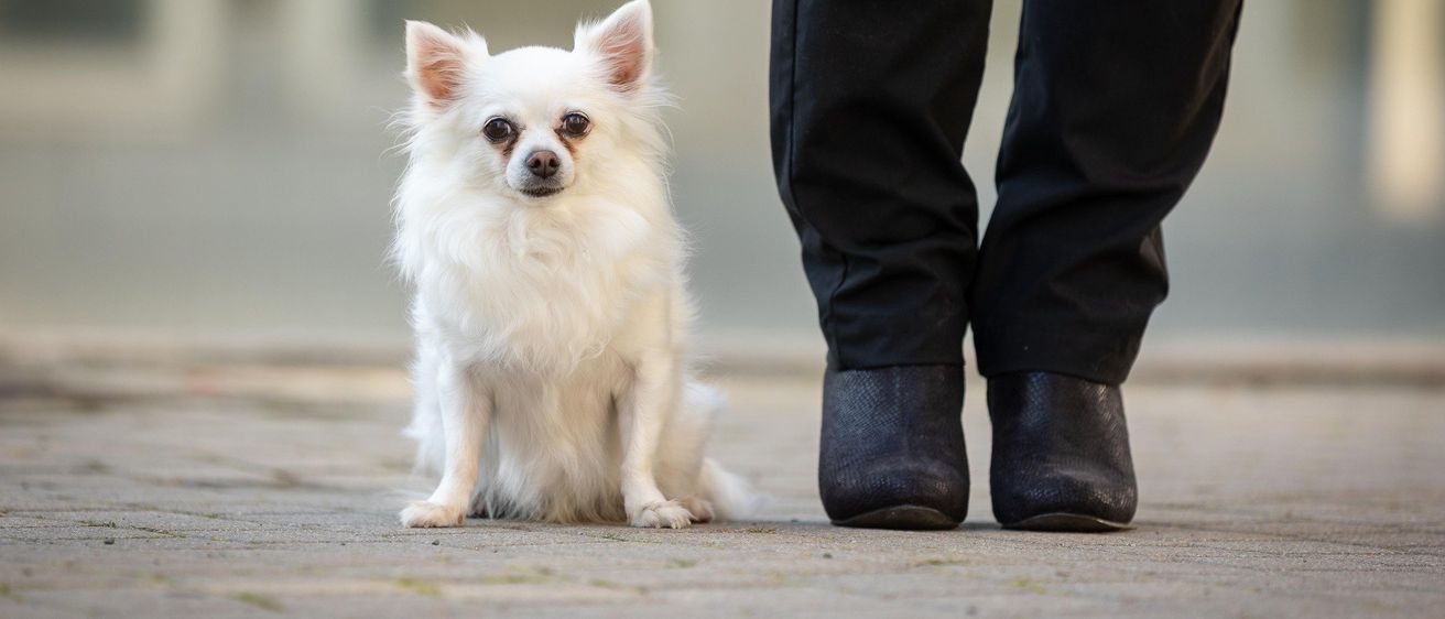Ein kleiner weißer Hund sitzt auf dem Boden und schaut zu einer Person auf, die schwarze Hosen und schwarze Schuhe trägt.