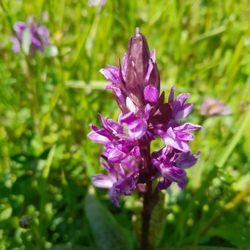 Ein Nahaufnahme einer lila Orchideen-artige Blume mit einem leicht verschwommenen grünen Hintergrund.