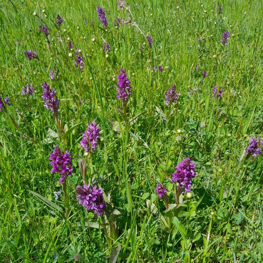 Eine Wiese gefüllt mit hohen Gräsern und verstreuten lila Blumen. Die Blumen haben einen dunklen lila Farbton, und das Feld ist lebendig mit Grün.