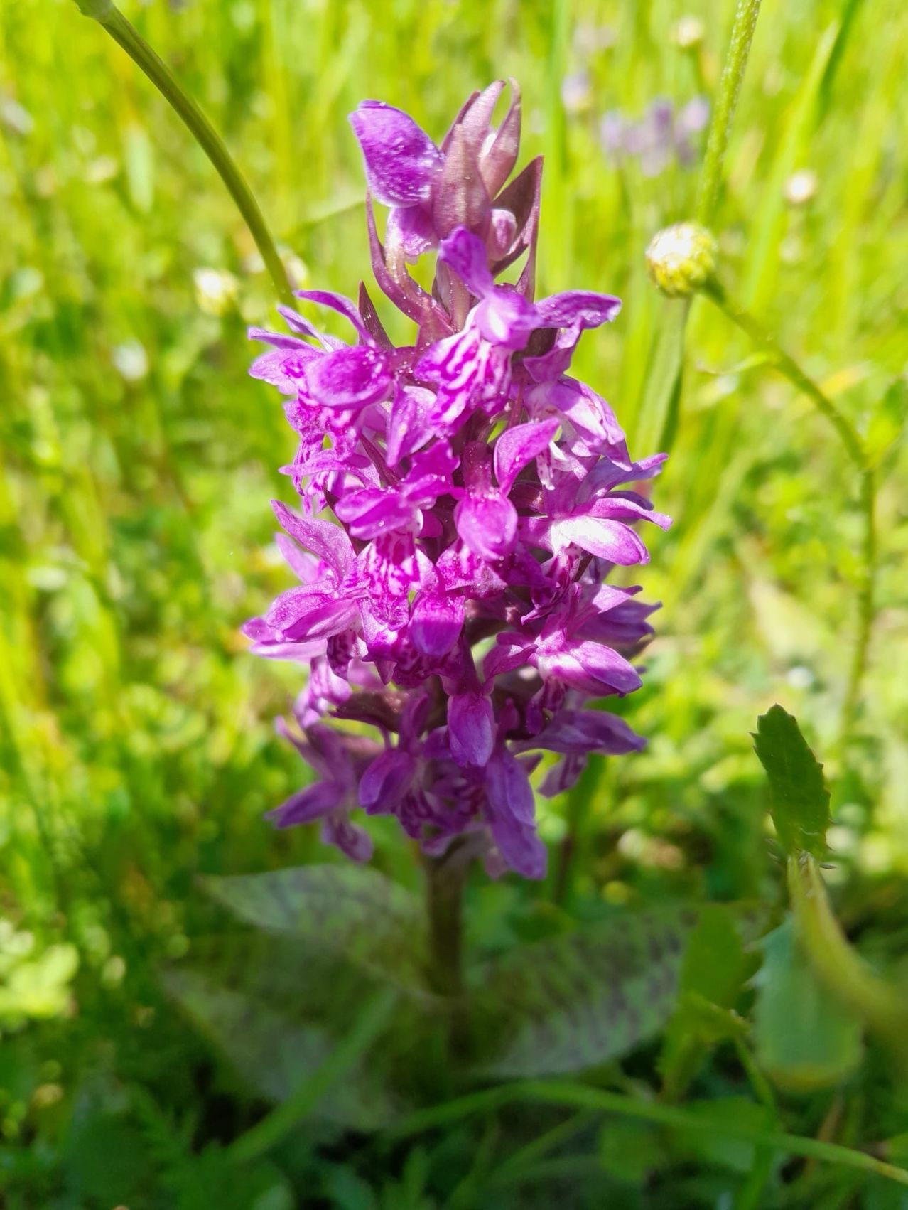 Eine Nahaufnahme eines Clusters von tief lila Orchideen vor einem Hintergrund von grünem Gras.