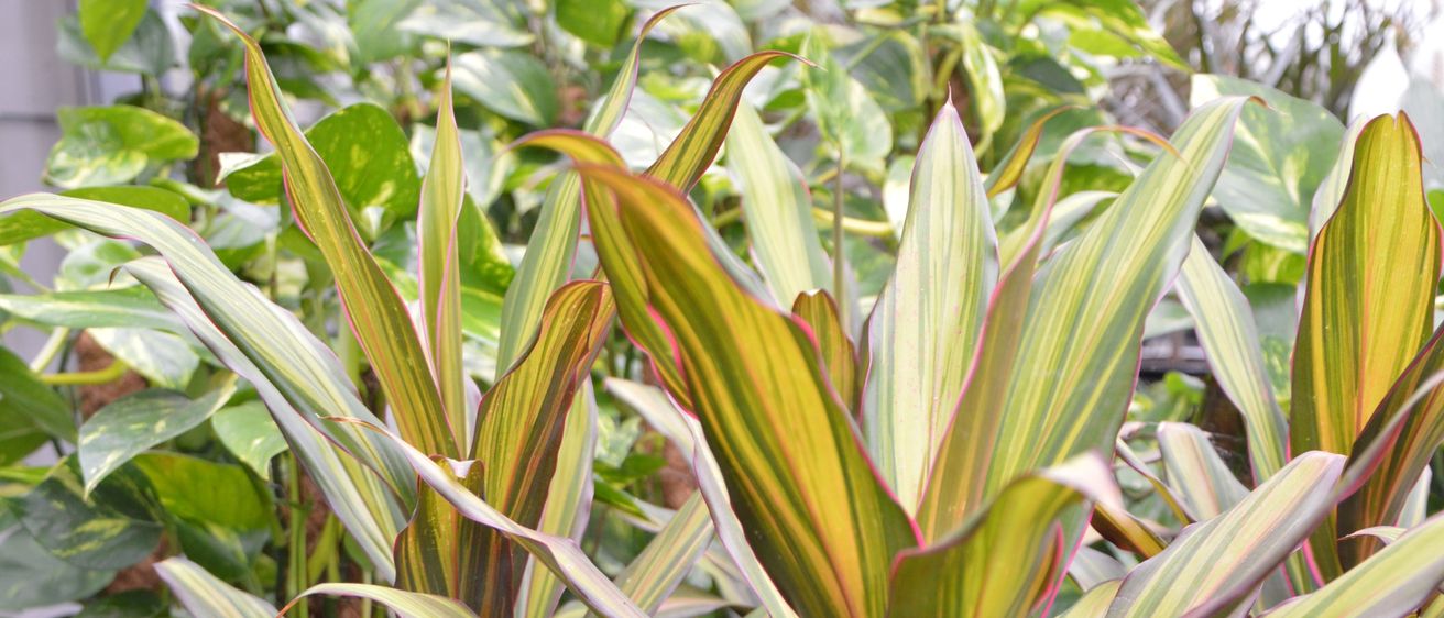 Ein Nahaufnahme einer tropischen Pflanze mit leuchtend grünen und roten gestreiften Blättern, die in einem Garten wächst.