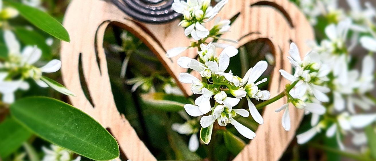 Bild enthält, Flower, Plant, Leaf, Flower Arrangement, Petal