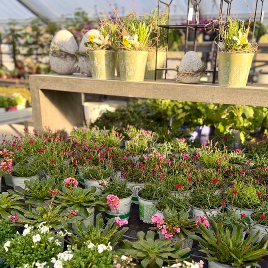 Ein Gewächshaus gefüllt mit verschiedenen Topfpflanzen, darunter rosa, weiße und grüne Blumen, sowie dekorative eierförmige Töpfe auf einem Regal.
