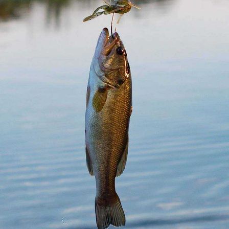 Fisch-am-Haken-bass-fishing-gb9471e4b8_1920-c-pixabay