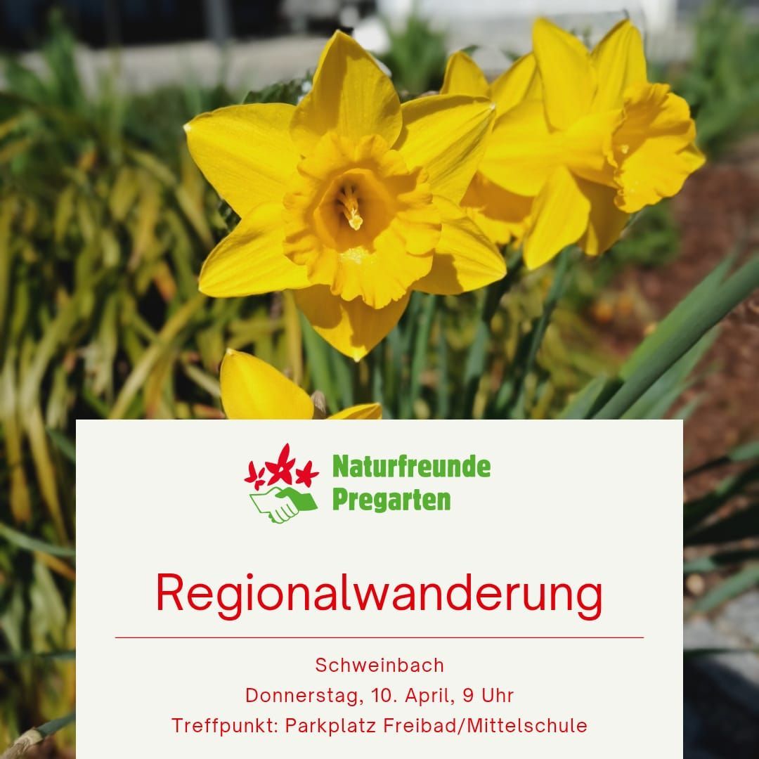 Bild enthält, Daffodil, Flower, Plant, Advertisement, Business Card, Paper, Text