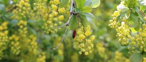 Ein Nahaufnahme einer Baumzweige mit gelben Blütenbüscheln. Die Blüten sind klein und rund und hängen in Büscheln. Die Blätter sind grün und ovalförmig.
