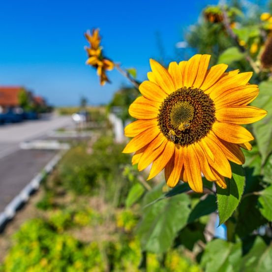 Eine Sonnenblume mit einer Biene darauf steht in einem Garten. Die Sonne scheint hell.