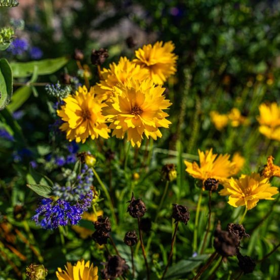 Ein Garten voller leuchtender gelber und blauer Blumen. Die gelben Blumen sind in voller Blüte, während die blauen im Knospenstadium sind. Die Blätter sind üppig und grün.