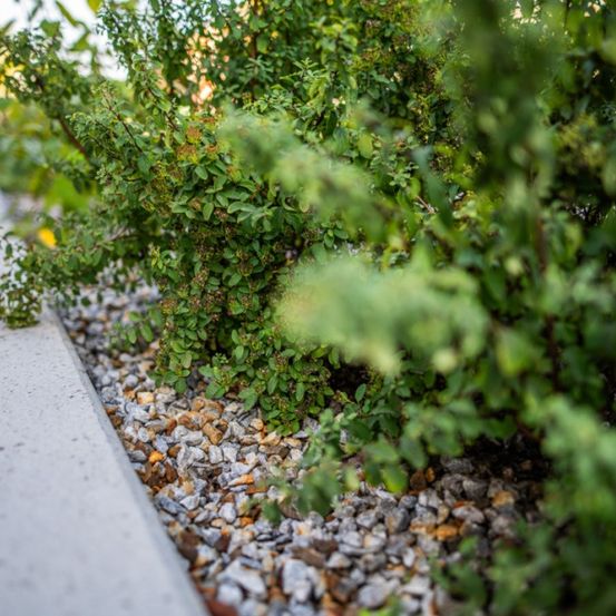 Eine Nahaufnahme eines Gartenweges mit Sträuchern und Kies, die eine üppige, grüne Landschaft mit einem Betonrand zeigt.
