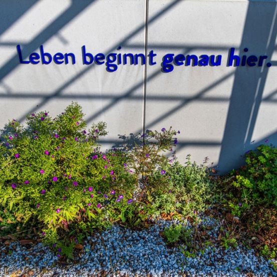 Eine weiße Wand mit blauem Text 'Leben beginnt genau hier.' ist von einem Garten mit lila Blumen und grünem Laub umgeben.