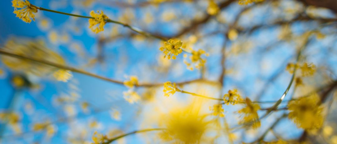 Ober-Grafendorf-Logo