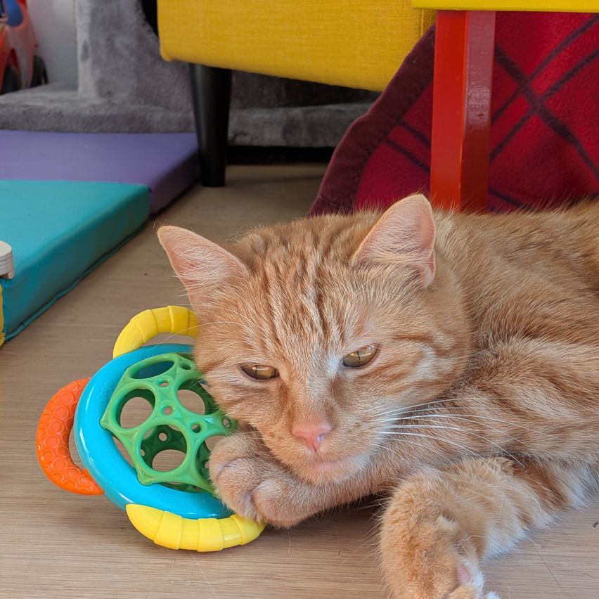 Eine orange Katze liegt auf dem Boden und hält ein buntes Spielzeug in ihren Pfoten. Die Katze hat grüne Augen. Dahinter befindet sich ein rot-schwarzes Kissen.
