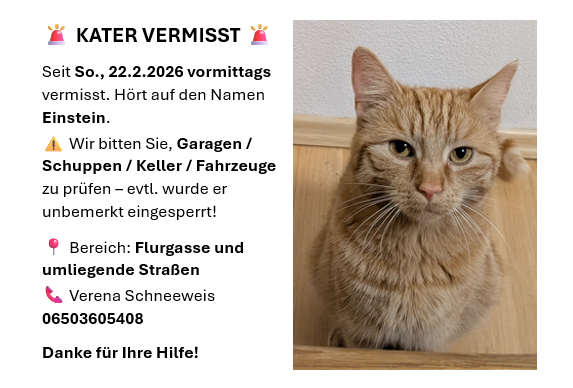 Das Bild zeigt eine Vermisstenanzeige für eine Katze mit einem Foto der Katze. Die Katze namens Einstein wird seit dem 22. Februar 2026 vermisst. Der Text bittet darum, Garagen, Schuppen, Keller und Fahrzeuge zu überprüfen. Das zu durchsuchende Gebiet umfasst Flugwege und umliegende Straßen. Kontaktieren Sie Verena Schneeweis unter 06503605408. Danke für Ihre Hilfe.