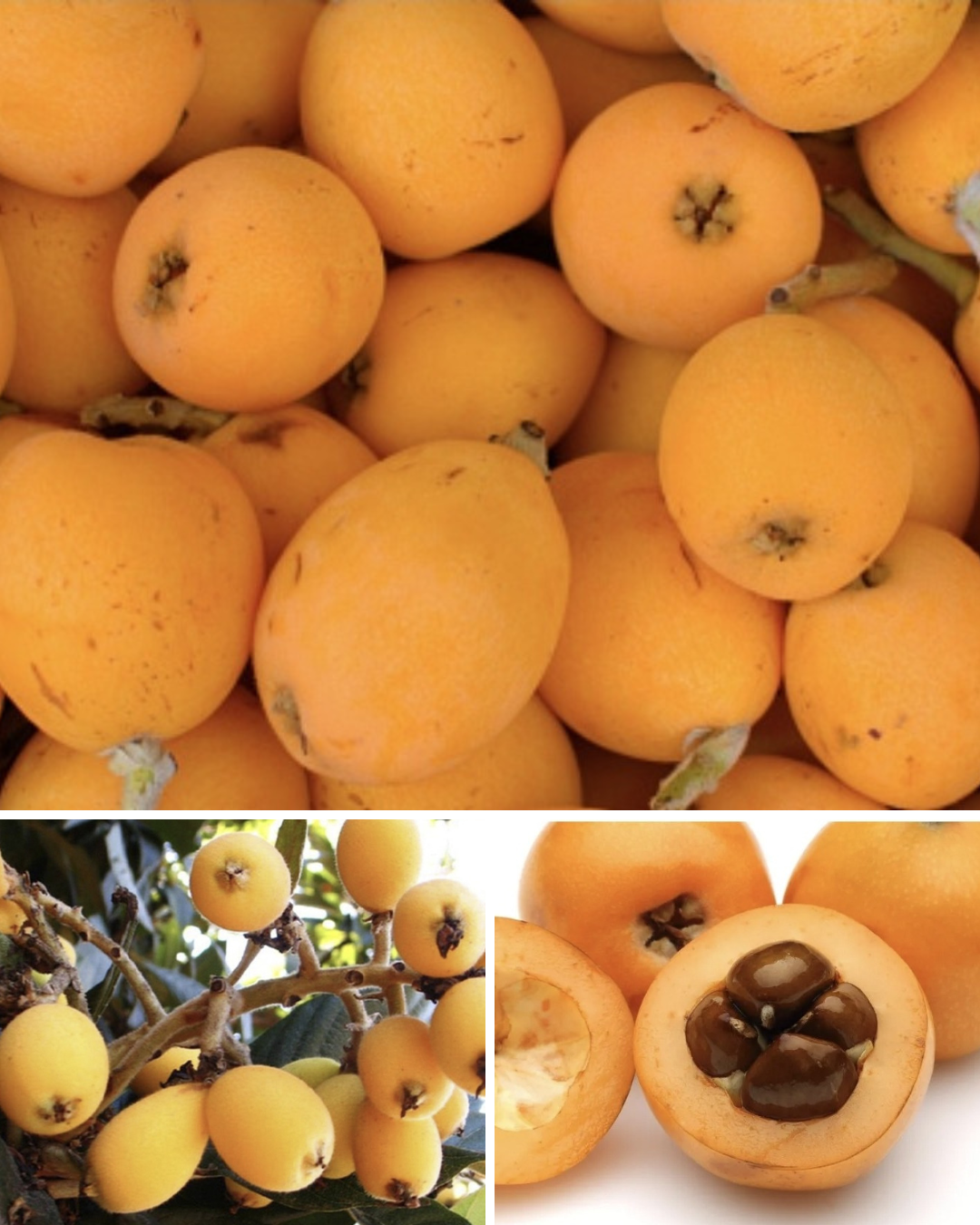 Eine Bildcollage von gelben Loquats. Das obere Bild zeigt einen Haufen Loquats, während das untere Bild eine geschnittene Loquat und ihre Samen zeigt.