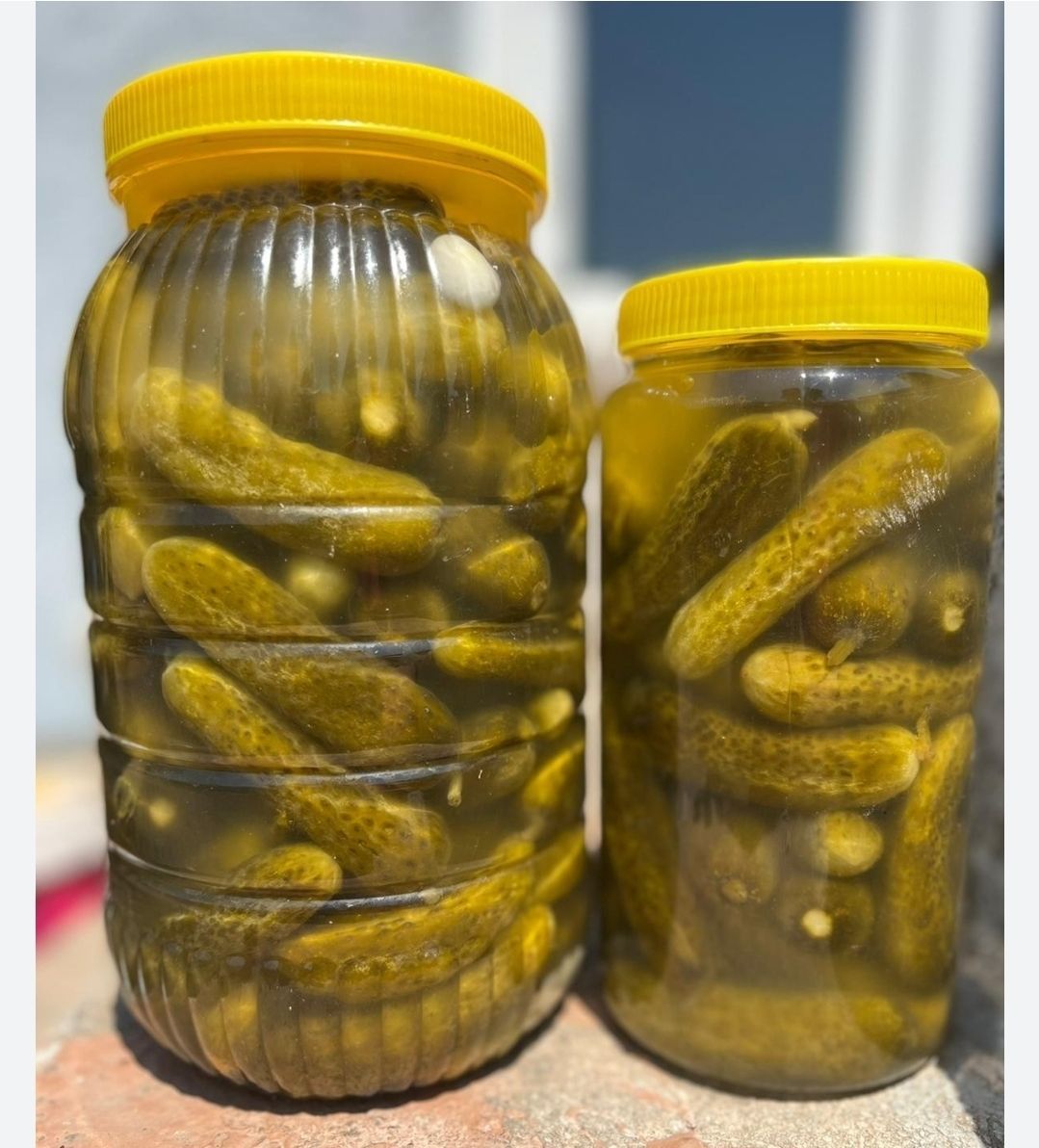Zwei Gläser mit gelben Deckeln stehen nebeneinander. Die Gurken sind in Flüssigkeit eingetaucht und die Gläser scheinen voll zu sein.
