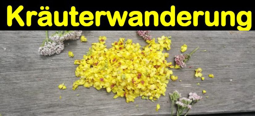 Ein Holztisch ist mit getrockneten gelben Blumen und kleinen Pflanzenteilen übersät, wobei der Text 'Krauterwanderung' in Gelb oben steht.