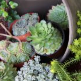 Bild enthält, Jar, Plant, Planter, Potted Plant, Pottery, Vase, Animal, Reptile, Snake