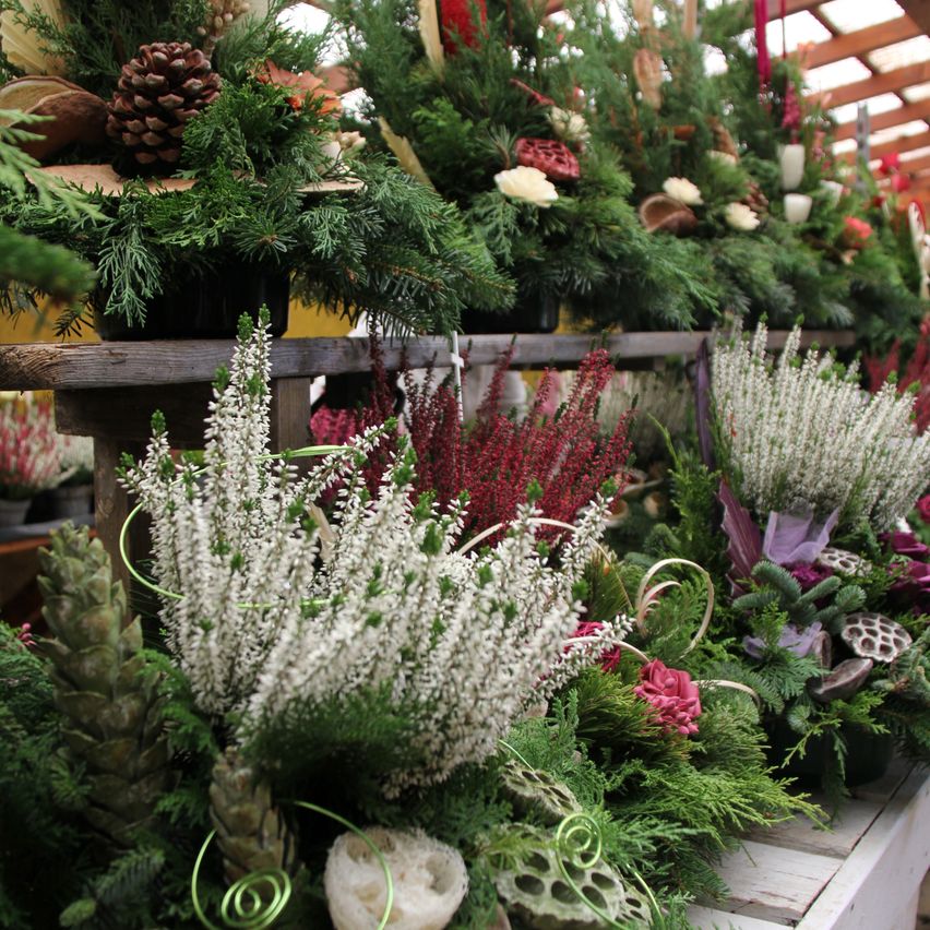 Bild enthält, Flower, Flower Arrangement, Plant, Garden, Nature, Outdoors, Tree, Flower Bouquet, Fir, Rose