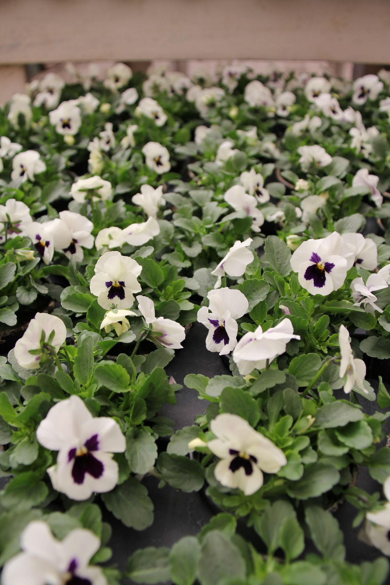 A close-up view of numerous white pansies with purple centers, growing in a garden. The flowers are vibrant and healthy, with lush green leaves.