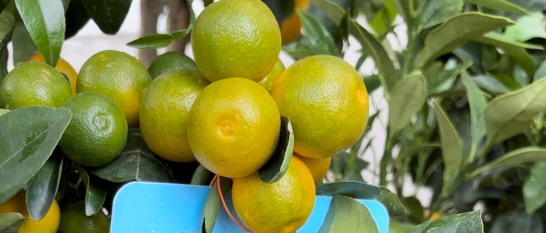 Citrus Fruit, Food, Fruit, Plant, Produce, Grapefruit, Orange, Lime, Pear