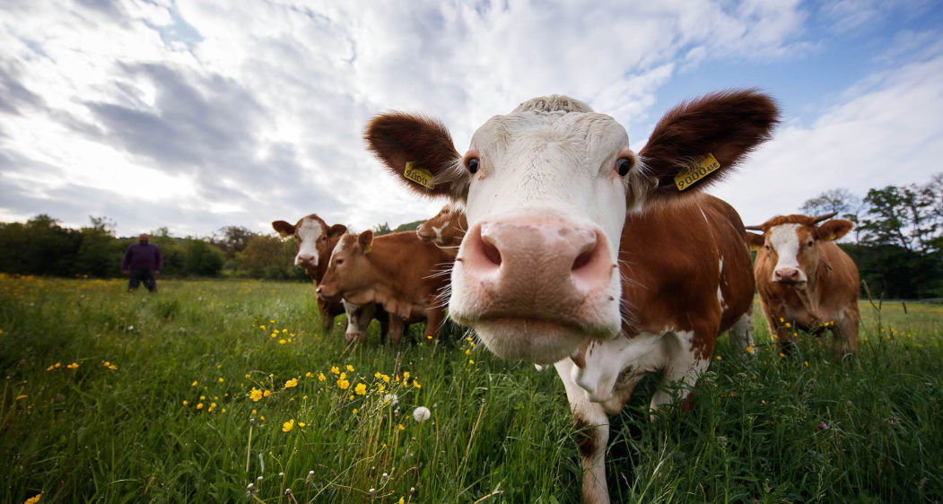 v1_migrated_image_39846821