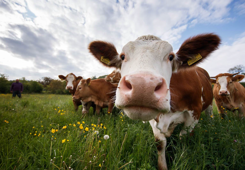 v1_migrated_image_39846821