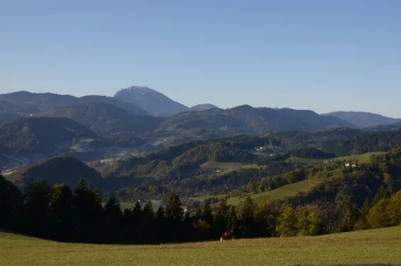 Ein weites grünes Feld mit Bäumen und einer Bergkette in der Ferne. Eine Kuh weidet im Vordergrund.