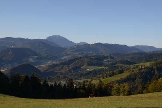 Ein weites grünes Feld mit Bäumen und einer Bergkette in der Ferne. Eine Kuh weidet im Vordergrund.