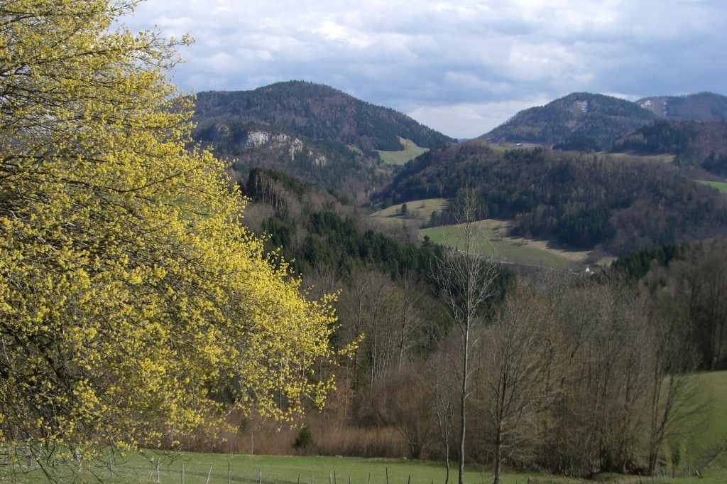Ein Hügel mit Bäumen in verschiedenen Farben unter einem bewölkten Himmel. Unten ist ein grünes Feld mit einem Zaun.