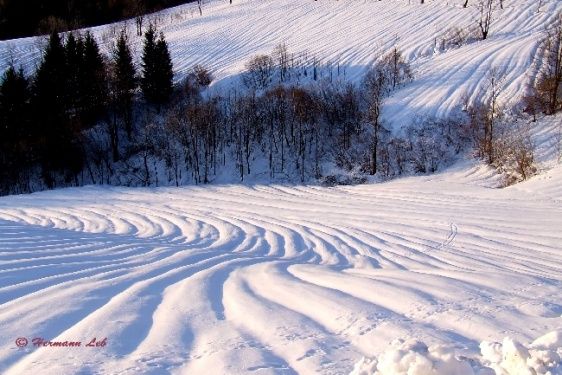 Eine verschneite Landschaft mit gemusterten Spuren, umgeben von Bäumen und einem Wald.