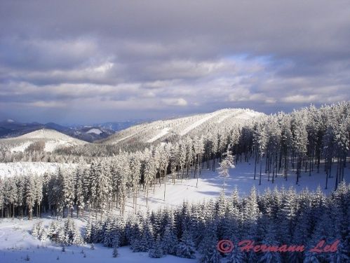 Eine verschneite Landschaft mit Kiefern und einem Berg unter bewölktem Himmel.