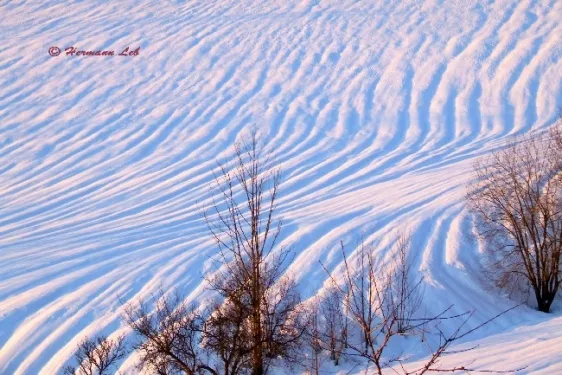 Eine schneebedeckte Landschaft mit welligen Mustern und einigen Bäumen. Der Himmel ist klar, und die Sonnenstrahlen beleuchten den Schnee. Die Bäume sind kahl, und die Äste sind trocken.