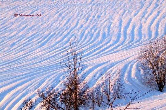 Eine schneebedeckte Landschaft mit welligen Mustern und einigen Bäumen. Der Himmel ist klar, und die Sonnenstrahlen beleuchten den Schnee. Die Bäume sind kahl, und die Äste sind trocken.