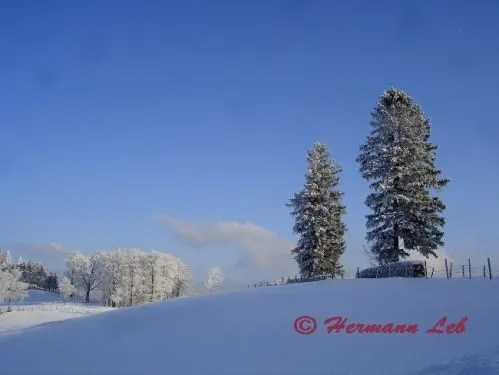 Eine verschneite Landschaft mit klarem blauem Himmel, mit Kiefernbäumen und einem Wasserzeichen im Vordergrund.