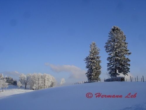 Eine verschneite Landschaft mit klarem blauem Himmel, mit Kiefernbäumen und einem Wasserzeichen im Vordergrund.