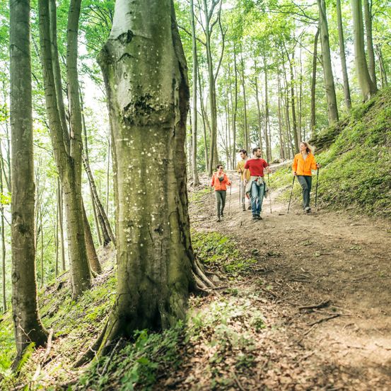 Bild enthält, Path, Nature, Outdoors, Person, Trail, Walking, Vegetation, Hiking, Tree, Woodland