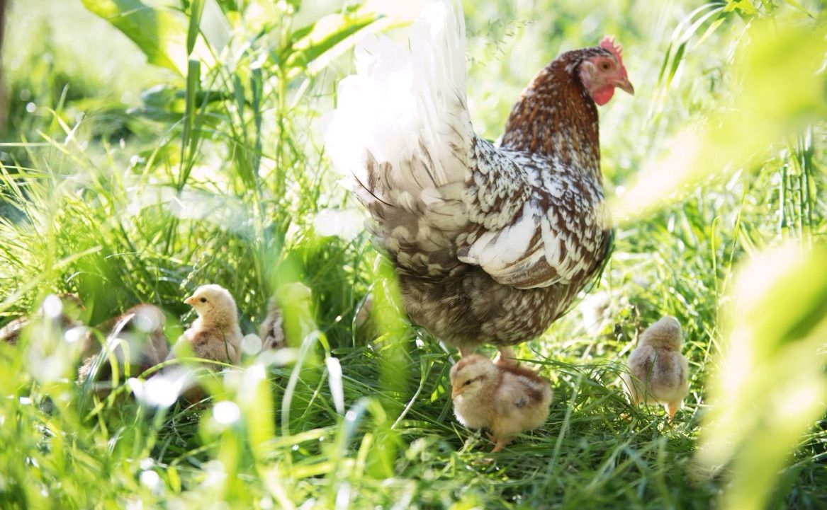 Eine Henne mit braunen und weißen Federn steht in einem Grasfeld mit mehreren kleinen Küken. Die Küken sind um die Henne herum verstreut, einige sind in der Nähe, andere weiter entfernt.
