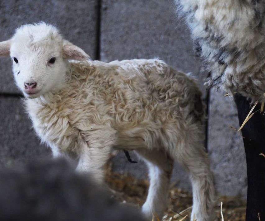 Ein junges weißes Lamm steht in einer Scheune und schaut neugierig mit seinem lockigen Fell und der schwarzen Nase zur Kamera.