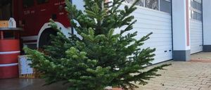 Bild enthält, Plant, Tree, Potted Plant, Pine, Fir, City, Building, Path, Conifer, Street