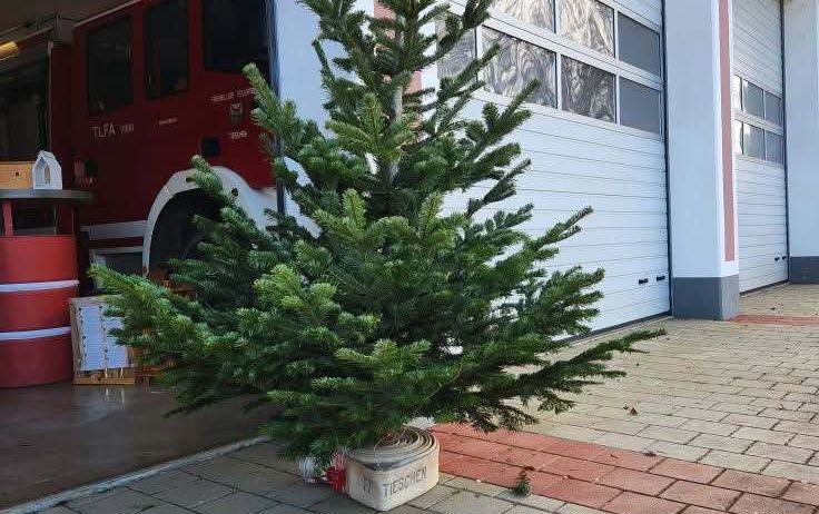 Plant, Tree, Potted Plant, Pine, Fir, City, Building, Path, Conifer, Street