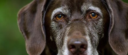 A close-up of an elderly brown Labrador Retriever with brown eyes, white patches around the eyes, and a white muzzle.