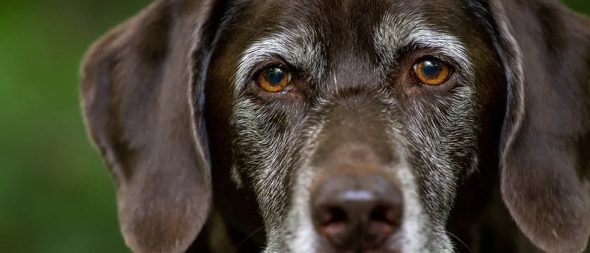 Nahaufnahme eines älteren Schokoladen-Labrador Retrievers mit braunen Augen, weißen Schnurrhaaren und grauem Fell um die Augen und den Schnauzbart.