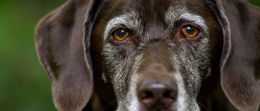 Nahaufnahme eines älteren Schokoladen-Labrador Retrievers mit braunen Augen, weißen Schnurrhaaren und grauem Fell um die Augen und den Schnauzbart.