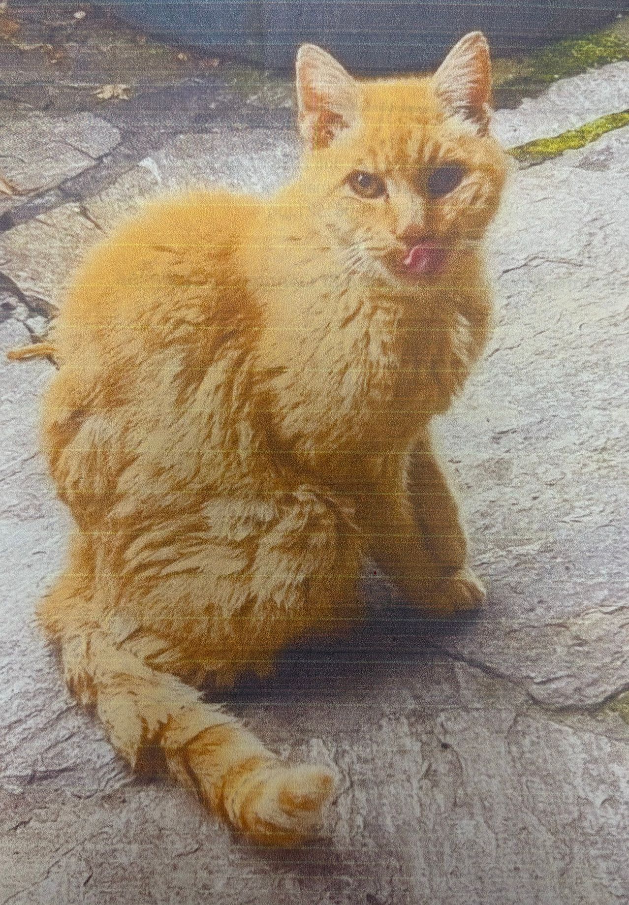 Eine Katze mit einem flauschigen orangefarbenen Fell sitzt auf einer Steinoberfläche, ihre Zunge heraushängend. Die Katze scheint etwas anzustarren, möglicherweise ein Spielzeug oder Futter.